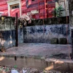 El Pozo Negro de Calcutta: La cárcel del siglo XVIII explicada