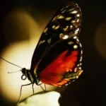 Estas Mariposas Cambian lo Que los Científicos Piensan de la Evolución