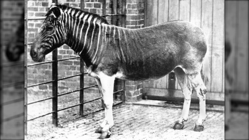 La trágica historia de la extinción del quagga