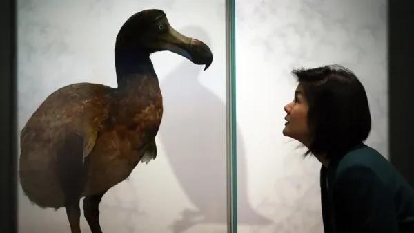 La verdad oculta del dodo: historia, inteligencia y legado