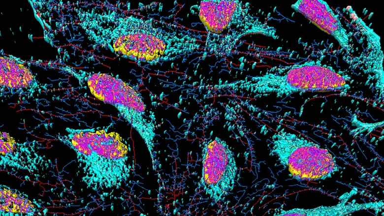La controvertida verdad sobre Henrietta Lacks
