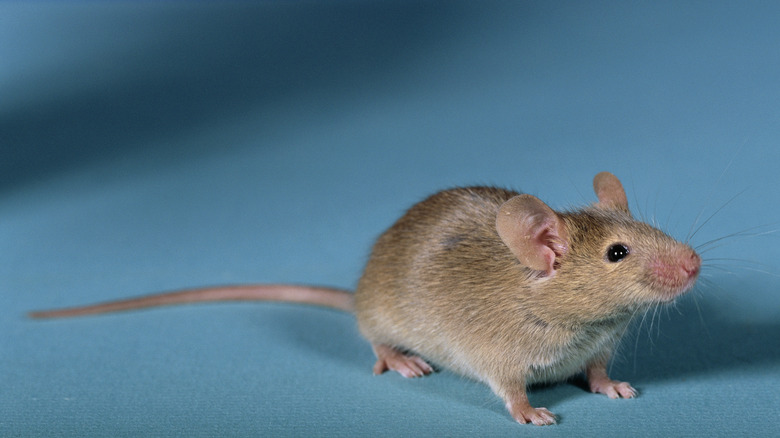 Ratón sobre fondo azul