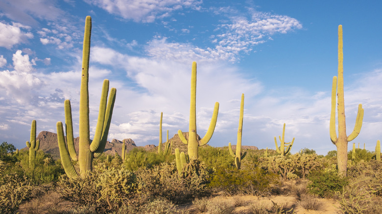Cactus saguaro en el desierto de Sonora, Arizona