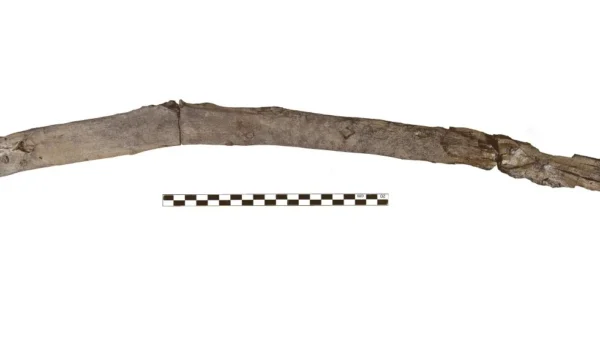 Una de las herramientas de madera de unos 430.000 años descubiertas en Marathousa 1, Grecia
