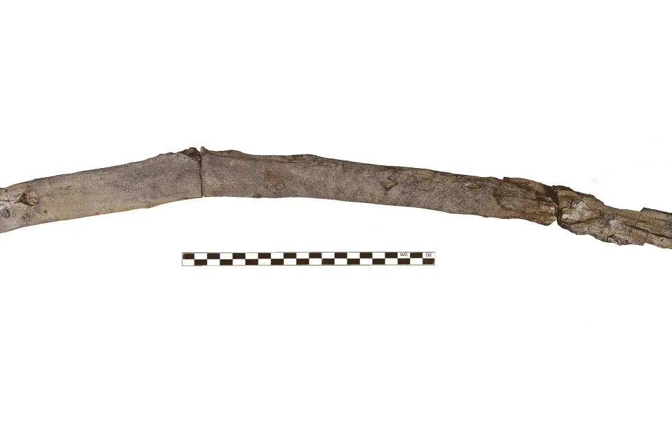 Una de las herramientas de madera de unos 430.000 años descubiertas en Marathousa 1, Grecia